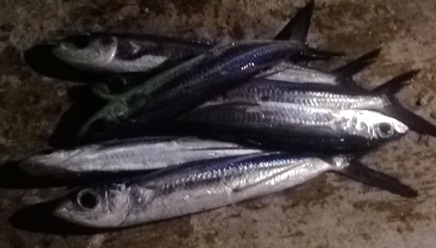 蘭嶼捕飛魚．蘭嶼夜撈飛魚體驗