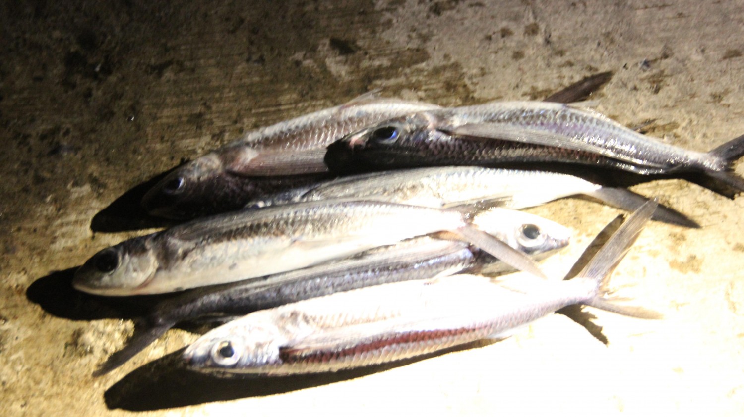 蘭嶼捕飛魚．蘭嶼夜撈飛魚體驗